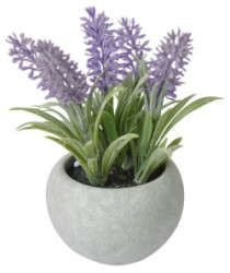 Levandula sukulent, MagicHome,17 cm, repnk- cement