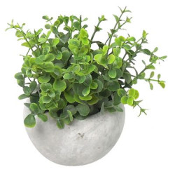 Oregano sukulent, MagicHome,, 15 cm, repnk- cement